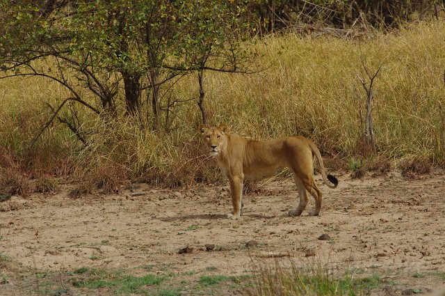 IMGP1647.JPG - Lion (panthera leo)