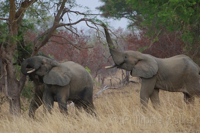 IMGP1807.JPG - Elephant d'Afrique (Loxodonta africana)
