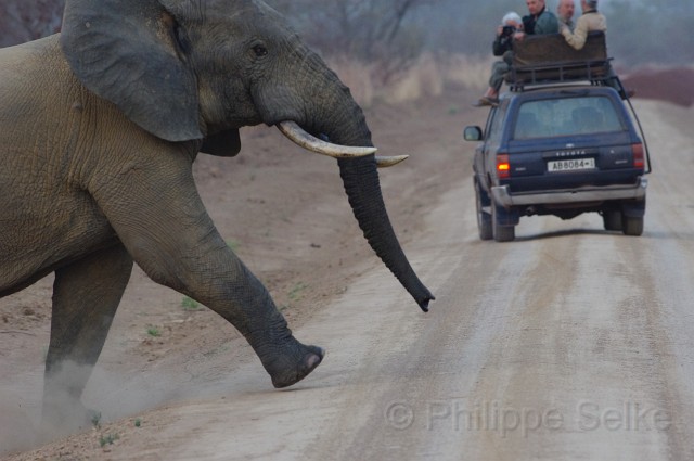 IMGP1824.JPG - Elephant d'Afrique (Loxodonta africana)