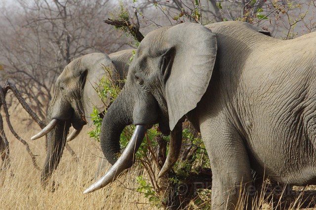 IMGP1842.JPG - Elephant d'Afrique (Loxodonta africana)