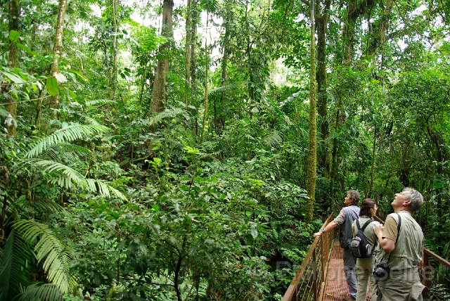 IMGP3339.jpg - Arenal Hanging bridges reserve