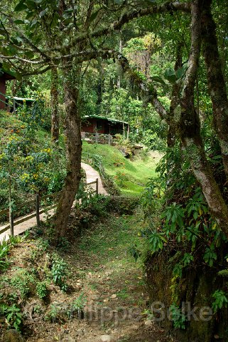 IMGP5435.jpg - Vallee de Dota - Trogon Lodge