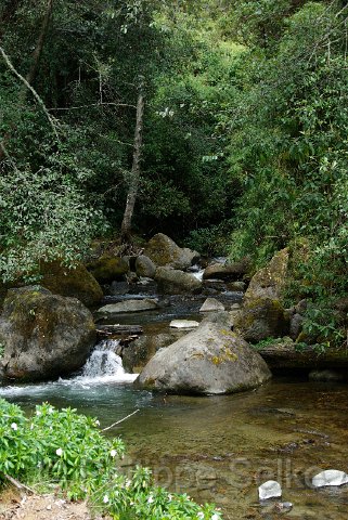 IMGP5437.jpg - Vallee de Dota - Trogon Lodge