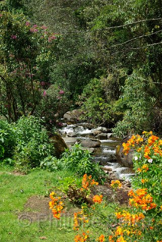 IMGP5438.jpg - Vallee de Dota - Trogon Lodge