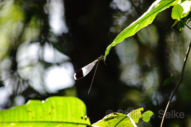 IMGP0195.jpg - La Selva OTS
