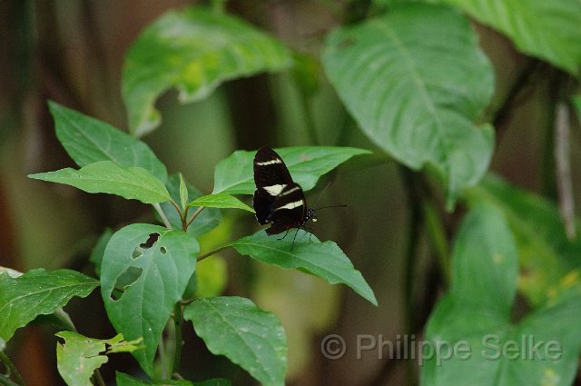 IMGP0284.jpg - La Selva OTS
