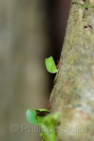 IMGP3225.jpg - La Selva OTS