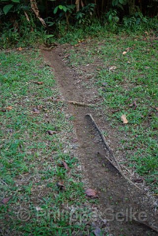 IMGP3273.jpg - La Selva OTS