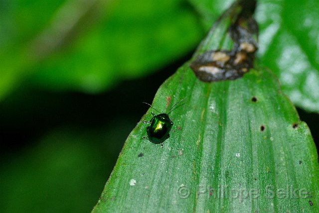 IMGP3420.jpg - Monteverde