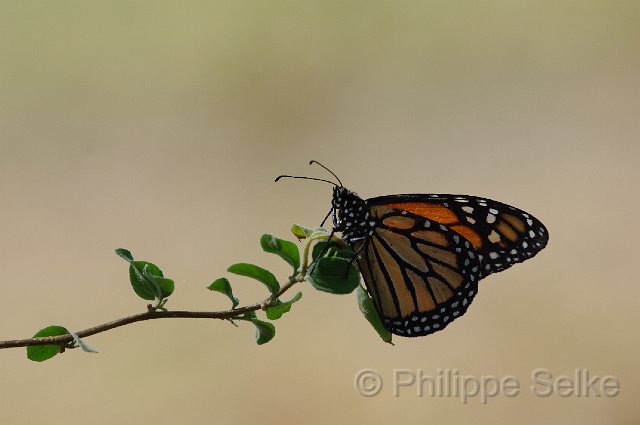 IMGP4106.jpg - Palo Verde NP