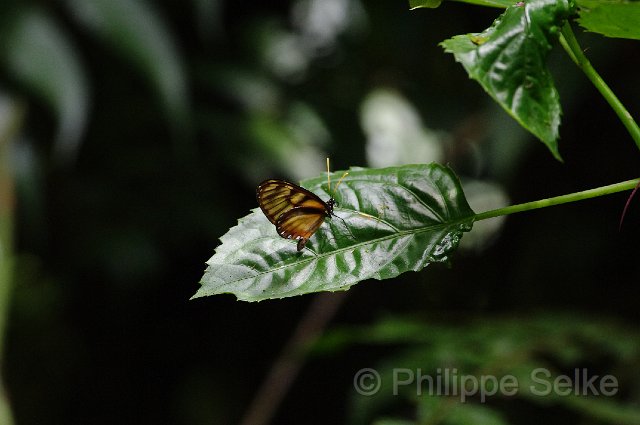 IMGP4508.jpg - Monteverde