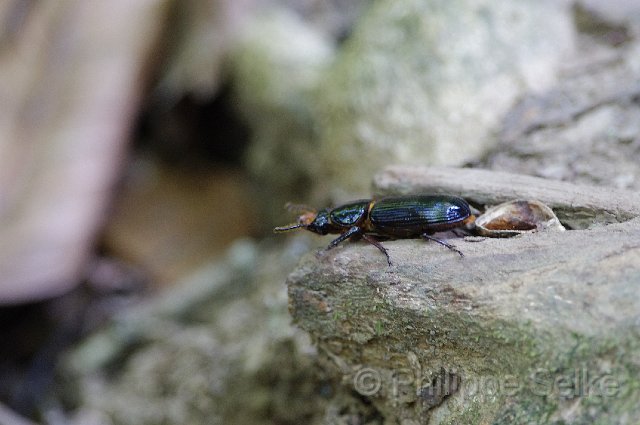 IMGP4759.jpg - Carara NP