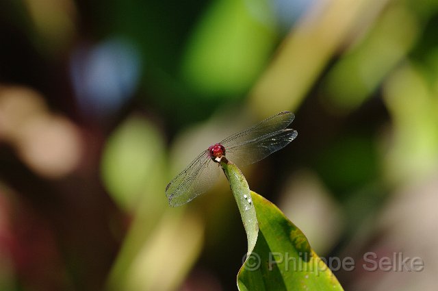 IMGP5079.jpg - Rio Tarcoles