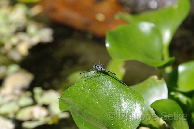 IMGP5085.jpg - Rio Tarcoles
