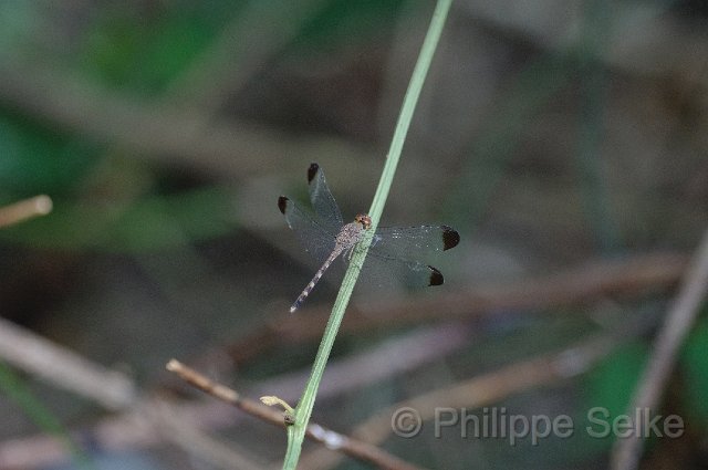 IMGP5283.jpg - Carara NP