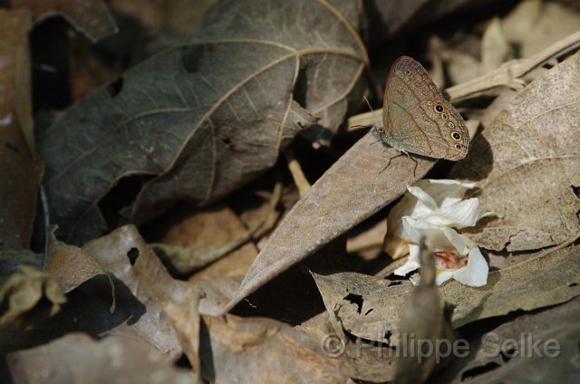 IMGP5344.jpg - Carara NP