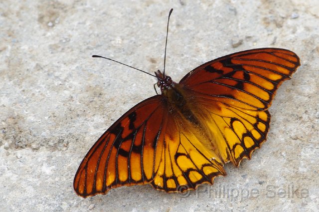 IMGP5879_2.JPG