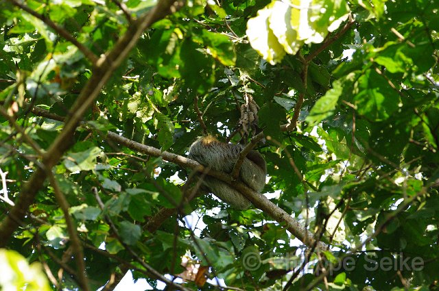 IMGP0168.jpg - La Selva OTS