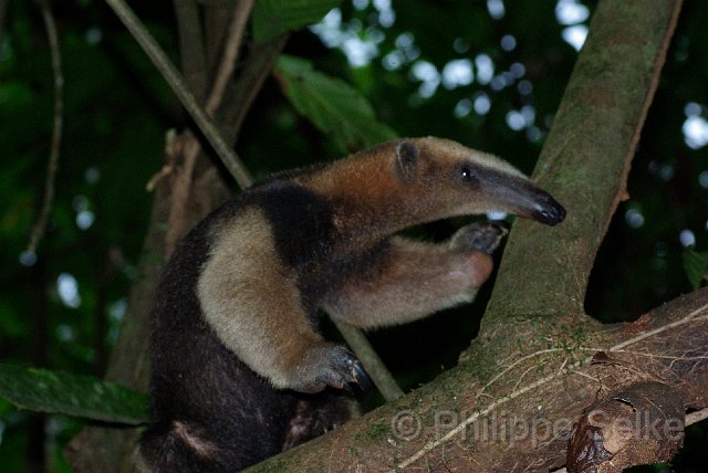 IMGP3235.jpg - La Selva OTS