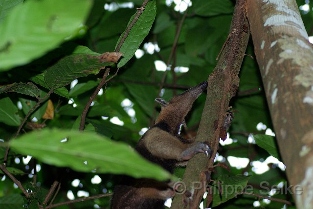 IMGP3236.jpg - La Selva OTS