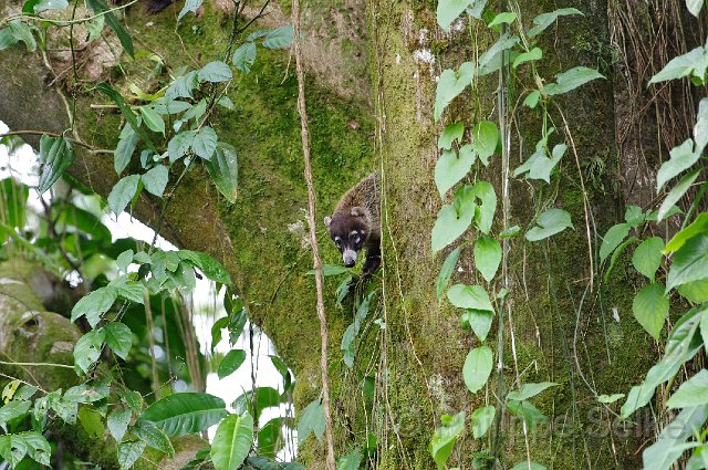 IMGP3848.jpg - Arenal Observatory lodge