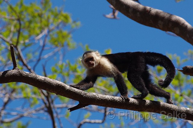 IMGP4168.jpg - Palo Verde NP
