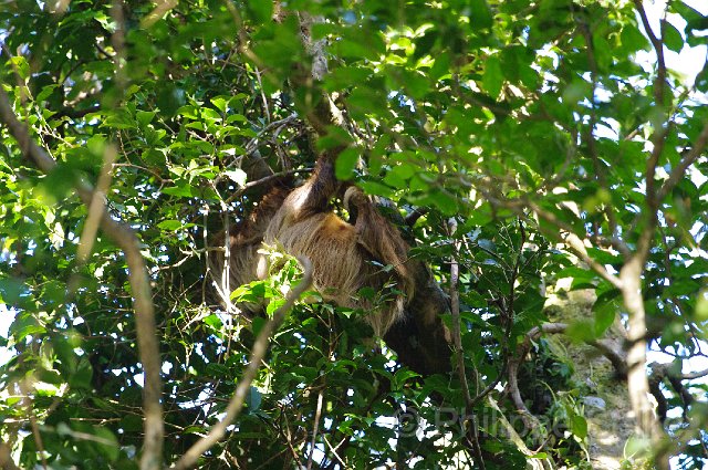 IMGP4680.jpg - Monteverde