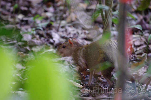 IMGP4828.jpg - Carara NP