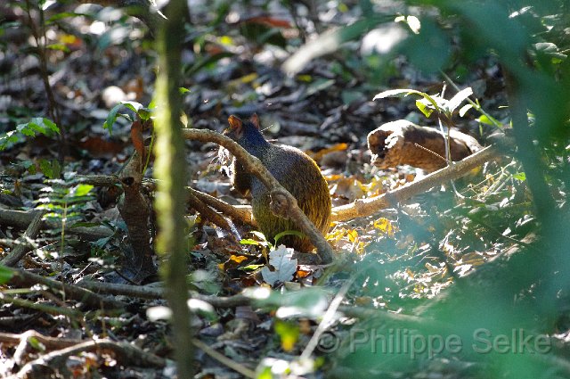 IMGP5263.jpg - Carara NP