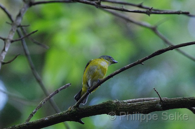 IMGP4669.jpg - Monteverde