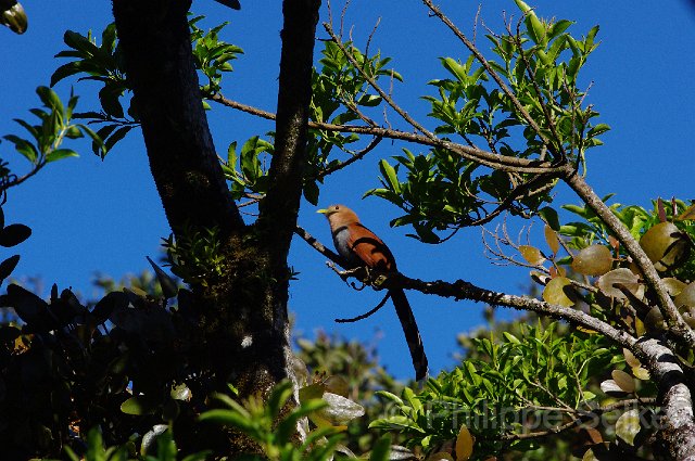 IMGP4689.jpg - Monteverde