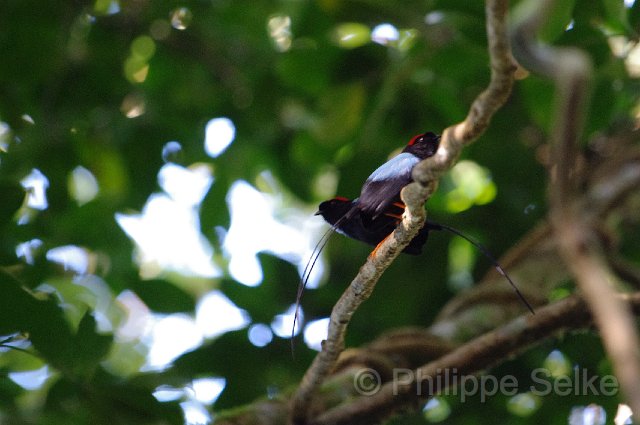 IMGP4693_2.jpg - Monteverde