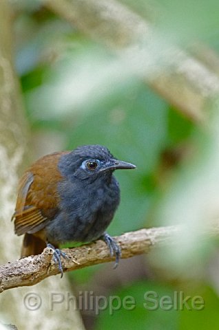 IMGP4729_2.jpg - Carara NP