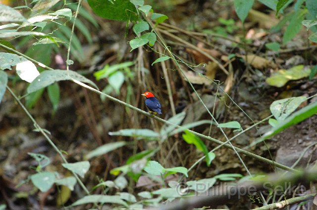 IMGP4772.jpg - Carara NP