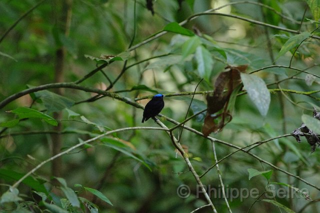 IMGP4780.jpg - Carara NP