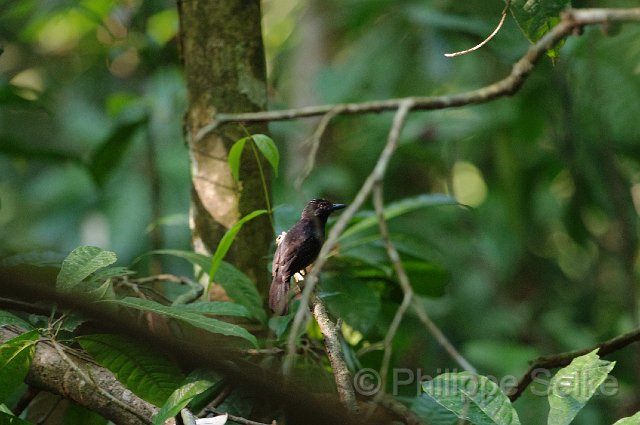 IMGP4796.jpg - Carara NP