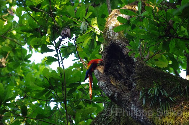 IMGP4815.jpg - Carara NP