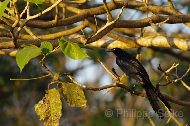 IMGP4840_2.jpg - Rio Tarcoles