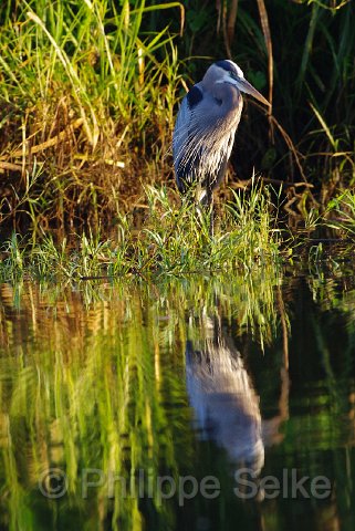 IMGP4857_2.jpg - Rio Tarcoles