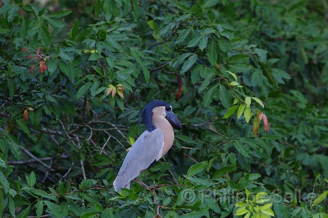 IMGP4868.jpg - Rio Tarcoles