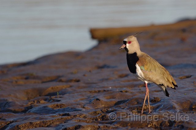 IMGP4889_2.jpg - Rio Tarcoles