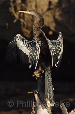 IMGP4910_2.jpg - Rio Tarcoles