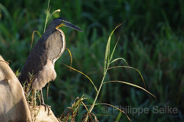 IMGP4927_2.jpg - Rio Tarcoles