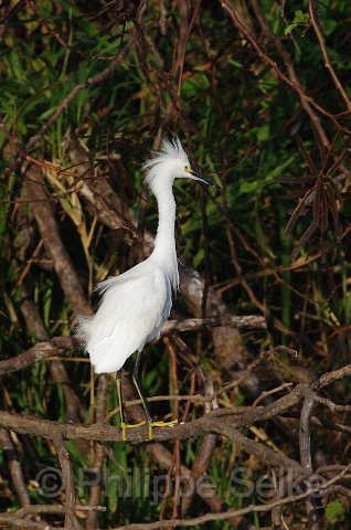 IMGP4930_2.jpg - Rio Tarcoles