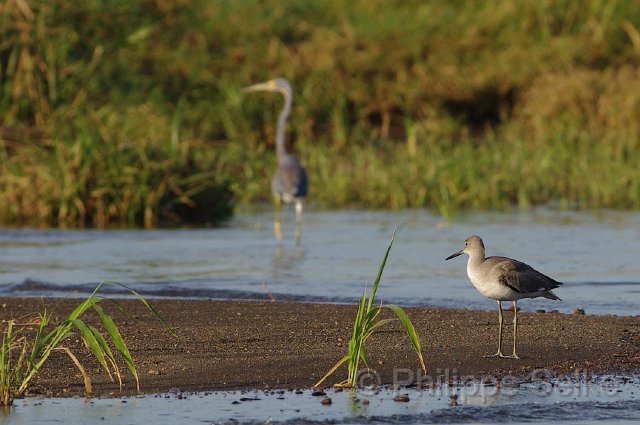 IMGP4932_2.jpg - Rio Tarcoles