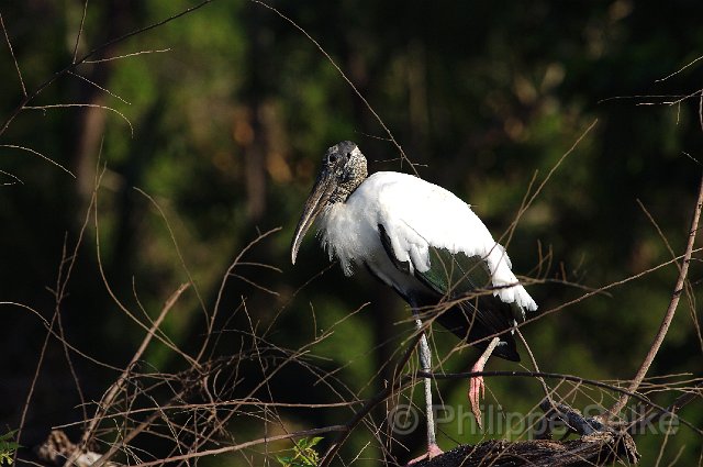 IMGP4966.jpg - Rio Tarcoles