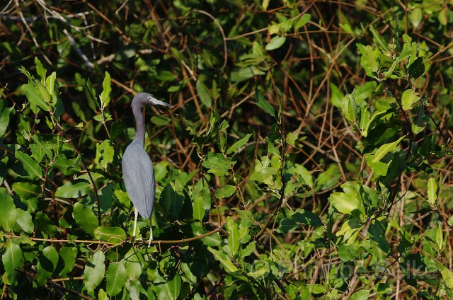 IMGP4971_2.jpg - Rio Tarcoles