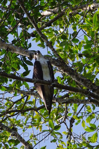 IMGP5015_2.jpg - Rio Tarcoles