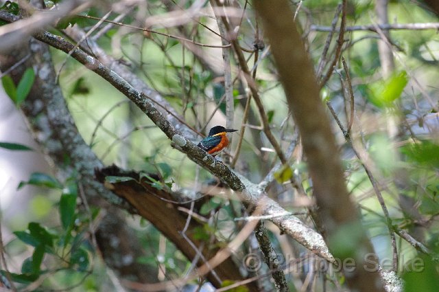 IMGP5044.jpg - Rio Tarcoles
