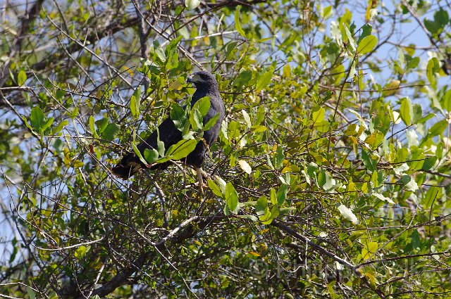 IMGP5057.jpg - Rio Tarcoles